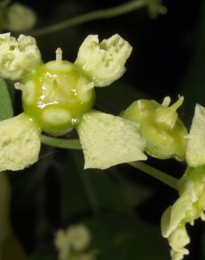 Fotografia 10 da espécie Euonymus japonicus no Jardim Botânico UTAD