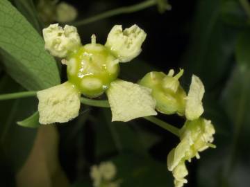 Fotografia da espécie Euonymus japonicus