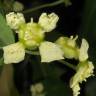 Fotografia 10 da espécie Euonymus japonicus do Jardim Botânico UTAD