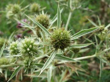 Fotografia da espécie Eryngium campestre