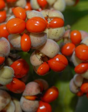 Fotografia 11 da espécie Euonymus japonicus no Jardim Botânico UTAD