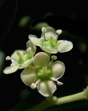 Fotografia 12 da espécie Euonymus japonicus no Jardim Botânico UTAD