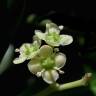 Fotografia 12 da espécie Euonymus japonicus do Jardim Botânico UTAD