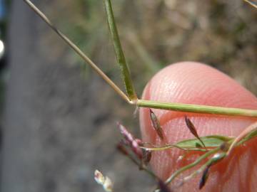 Fotografia da espécie Eragrostis minor