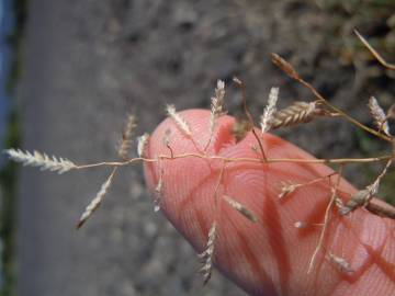 Fotografia da espécie Eragrostis minor