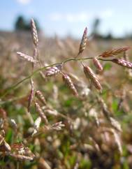 Eragrostis minor