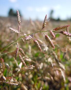 Fotografia 1 da espécie Eragrostis minor no Jardim Botânico UTAD