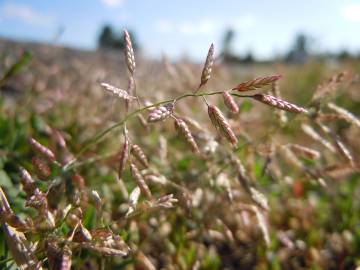 Fotografia da espécie Eragrostis minor