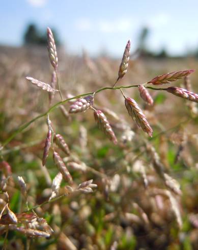 Fotografia de capa Eragrostis minor - do Jardim Botânico