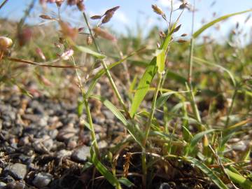 Fotografia da espécie Eragrostis minor