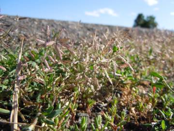 Fotografia da espécie Eragrostis minor