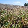 Fotografia 5 da espécie Eragrostis minor do Jardim Botânico UTAD