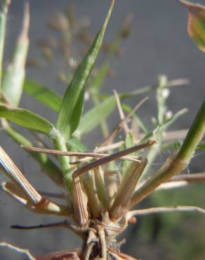 Fotografia 6 da espécie Eragrostis minor no Jardim Botânico UTAD