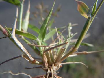 Fotografia da espécie Eragrostis minor