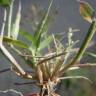 Fotografia 6 da espécie Eragrostis minor do Jardim Botânico UTAD