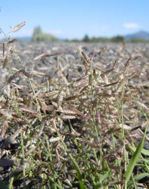 Fotografia 7 da espécie Eragrostis minor no Jardim Botânico UTAD