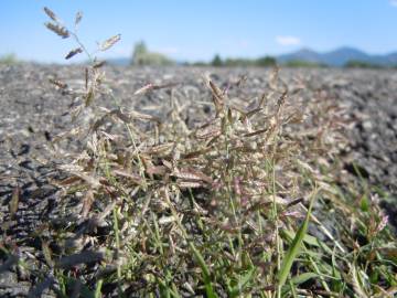 Fotografia da espécie Eragrostis minor