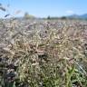 Fotografia 7 da espécie Eragrostis minor do Jardim Botânico UTAD