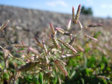 Fotografia da espécie Eragrostis minor