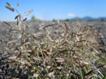 Fotografia da espécie Eragrostis minor