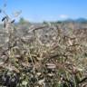 Fotografia 9 da espécie Eragrostis minor do Jardim Botânico UTAD