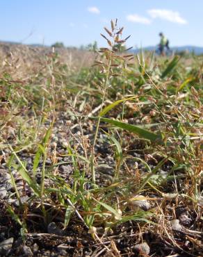 Fotografia 10 da espécie Eragrostis minor no Jardim Botânico UTAD