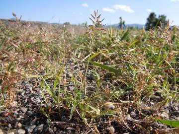 Fotografia da espécie Eragrostis minor