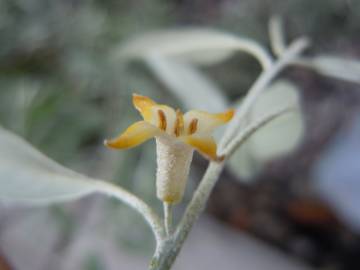 Fotografia da espécie Elaeagnus angustifolia