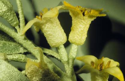 Fotografia da espécie Elaeagnus angustifolia