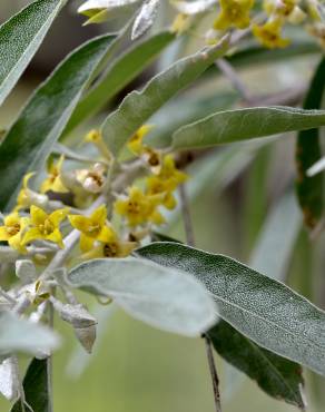 Fotografia 10 da espécie Elaeagnus angustifolia no Jardim Botânico UTAD