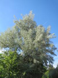 Fotografia da espécie Elaeagnus angustifolia