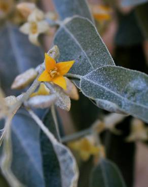 Fotografia 12 da espécie Elaeagnus angustifolia no Jardim Botânico UTAD