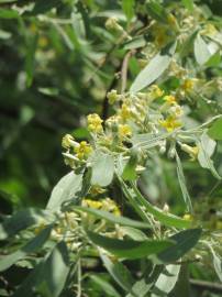 Fotografia da espécie Elaeagnus angustifolia