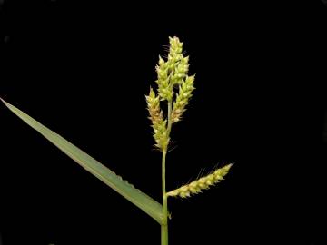 Fotografia da espécie Echinochloa crus-galli