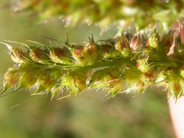 Fotografia da espécie Echinochloa crus-galli