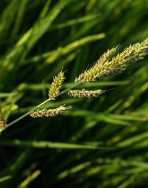 Fotografia 5 da espécie Echinochloa crus-galli no Jardim Botânico UTAD