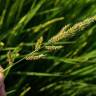 Fotografia 5 da espécie Echinochloa crus-galli do Jardim Botânico UTAD