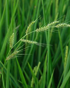 Fotografia 8 da espécie Echinochloa crus-galli no Jardim Botânico UTAD