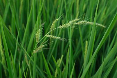 Fotografia da espécie Echinochloa crus-galli