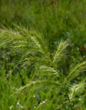 Fotografia 10 da espécie Echinochloa crus-galli no Jardim Botânico UTAD