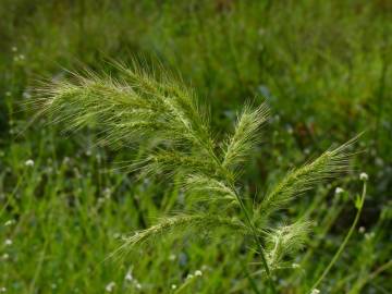 Fotografia da espécie Echinochloa crus-galli