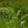 Fotografia 10 da espécie Echinochloa crus-galli do Jardim Botânico UTAD