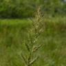 Fotografia 11 da espécie Echinochloa crus-galli do Jardim Botânico UTAD