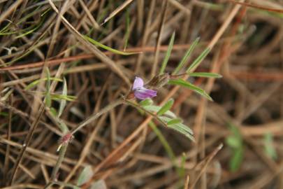 Fotografia da espécie Vicia lathyroides