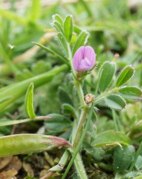 Fotografia 1 da espécie Vicia lathyroides no Jardim Botânico UTAD