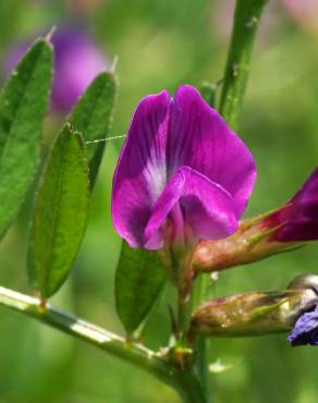 Fotografia 3 da espécie Vicia lathyroides no Jardim Botânico UTAD