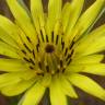 Fotografia 3 da espécie Tragopogon dubius do Jardim Botânico UTAD