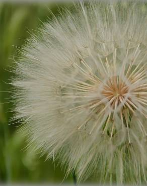 Fotografia 5 da espécie Tragopogon dubius no Jardim Botânico UTAD