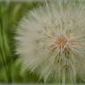 Fotografia 5 da espécie Tragopogon dubius do Jardim Botânico UTAD