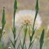 Fotografia 6 da espécie Tragopogon dubius do Jardim Botânico UTAD